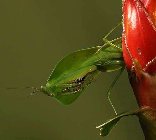 Praying mantis
