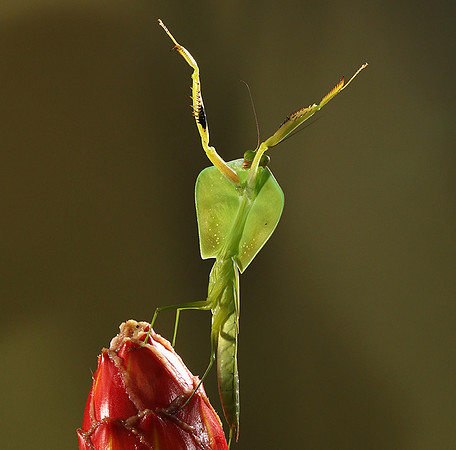 Praying mantis