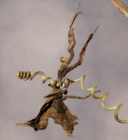 Leaf mantis acanthopid