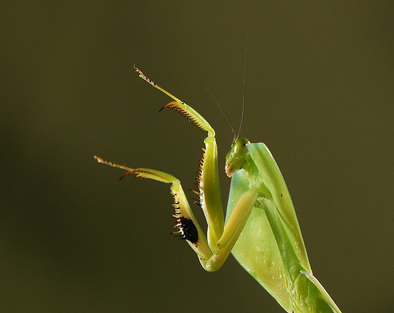 Praying mantis