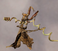 Leaf mantis acanthopid