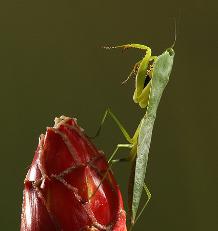Praying mantis