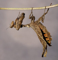 Leaf mantis acanthopid