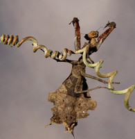 Leaf mantis acanthopid