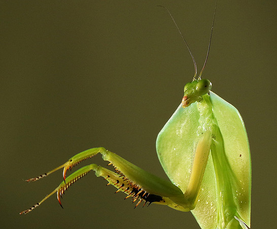 Praying mantis