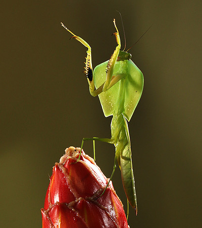Praying mantis