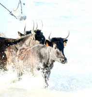 Camargue - black bulls