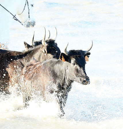 Camargue - black bulls