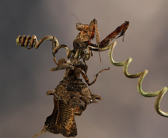 Leaf mantis acanthopid
