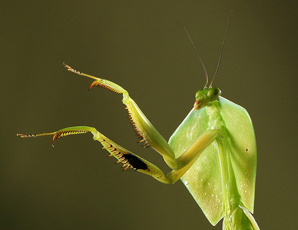 Praying mantis