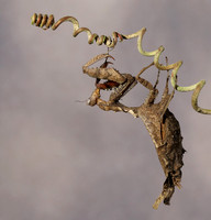 Leaf mantis acanthopid