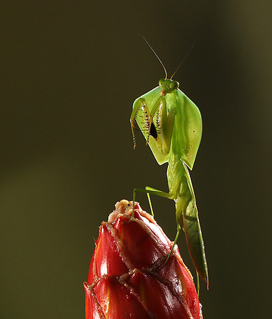 Praying mantis