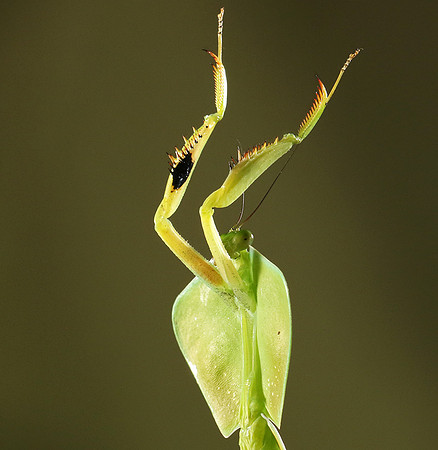 Praying mantis
