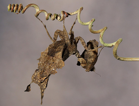Leaf mantis acanthopid