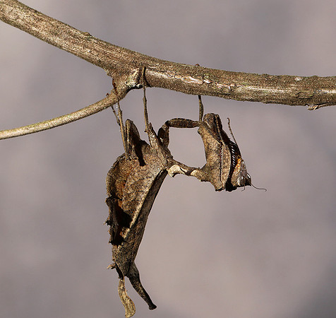 Leaf mantis acanthopid