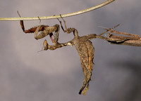 Leaf mantis acanthopid