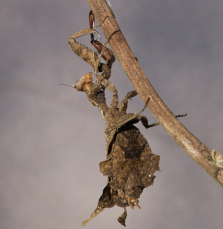 Leaf mantis acanthopid