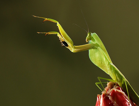 Praying mantis