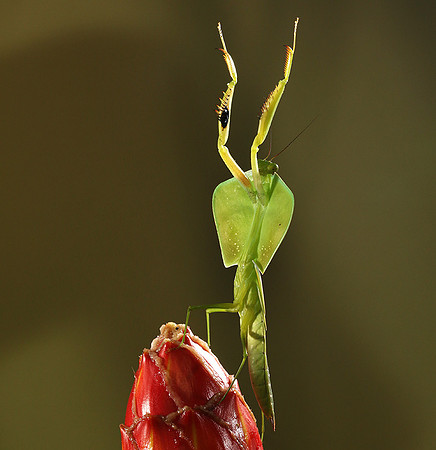 Praying mantis