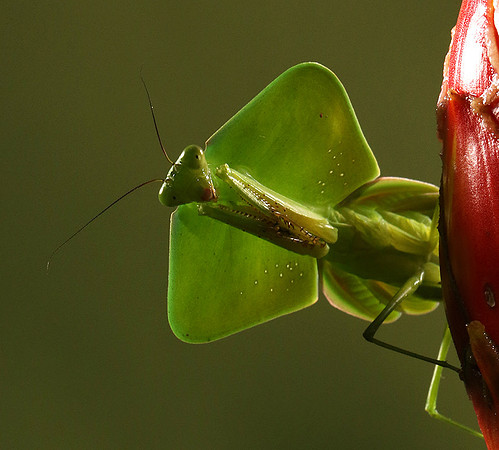 Praying mantis