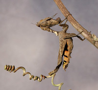 Leaf mantis acanthopid