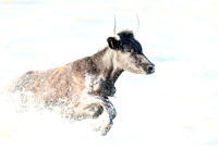 Black bulls - high key - Camargue