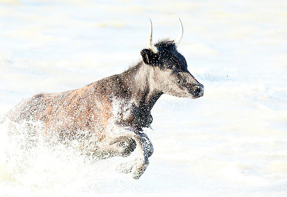 Black bulls - high key - Camargue
