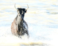 Black bulls - high key - Camargue
