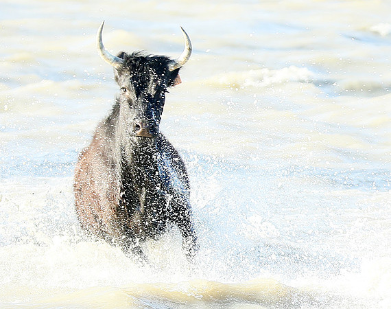 Black bulls - high key - Camargue