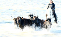 Camargue - black bulls