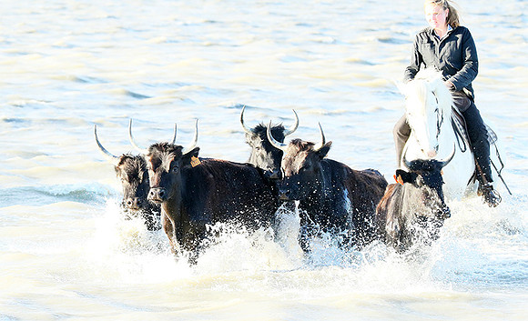 Camargue - black bulls