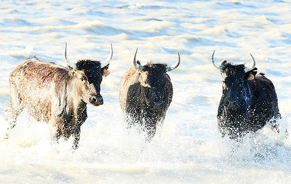 Black bulls - high key - Camargue