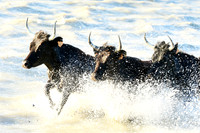 Camargue - black bulls