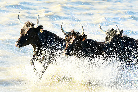 Camargue - black bulls