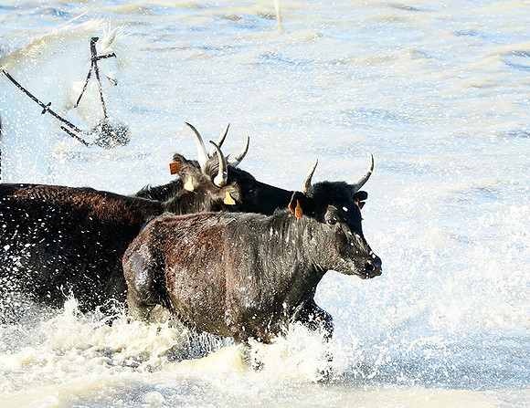 Camargue - black bulls