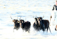 Camargue - black bulls