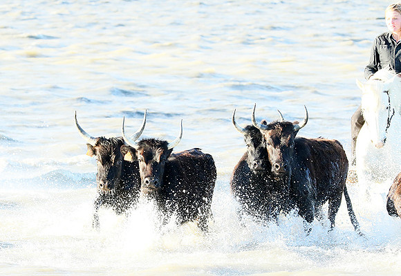 Camargue - black bulls