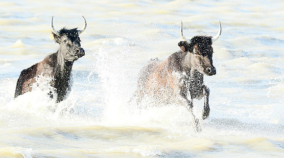 Black bulls - high key - Camargue