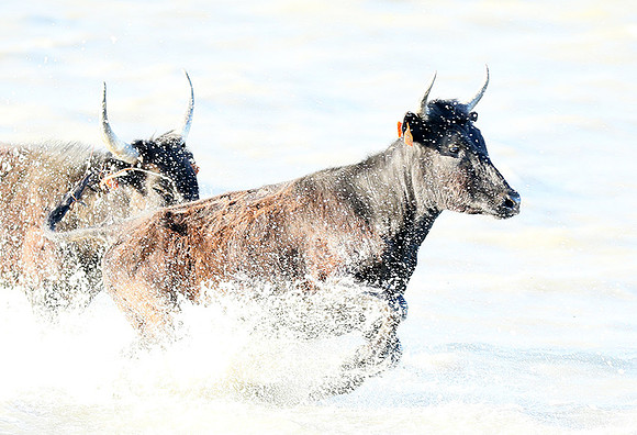 Black bulls - high key - Camargue