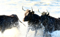 Camargue - black bulls