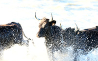 Camargue - black bulls