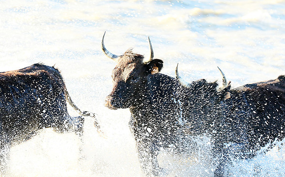 Camargue - black bulls
