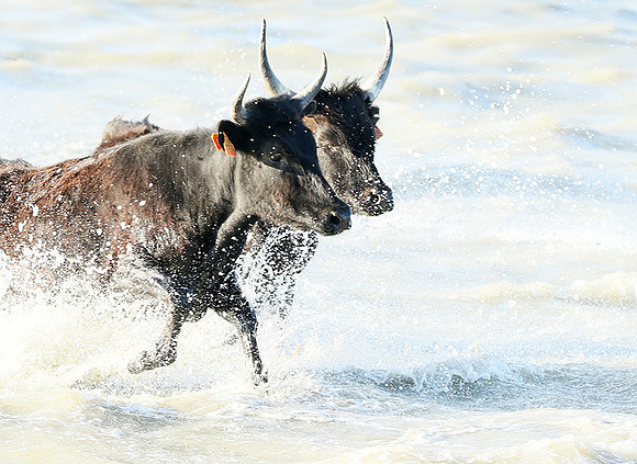 Black bulls - high key - Camargue