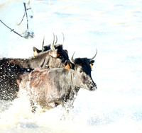 Camargue - black bulls
