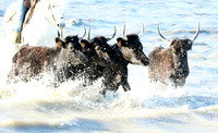 Camargue - black bulls