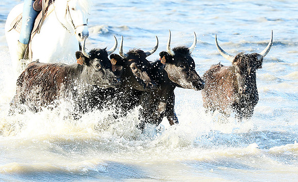 Camargue - black bulls