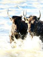 Camargue - black bulls