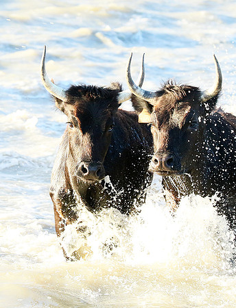 Camargue - black bulls