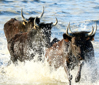 Camargue - black bulls