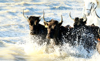 Camargue - black bulls